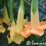 Sunny Delight_4
