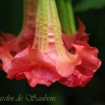 SB Martine (3)