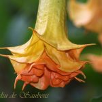 SB Petit Mandarin (2)
