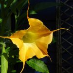 Stevie's Wonder_4