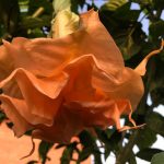 B.F.Orangade_2