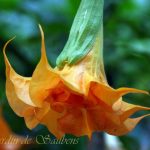 SB L'Aura de Martine_3