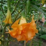 Starburst_1