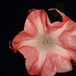 Angel's Pink Ribbon_2