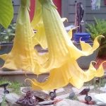 Angel's Sunshine_2