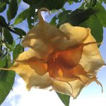 B. F. Limoncello_2