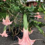 Kinky Pink_3