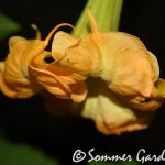 Sommer Sunburst (2)