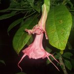 Sarsaparilla_1