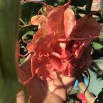 BF Hortensia
