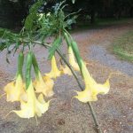 Yellow Colibri