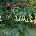 Thunder Kiss