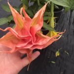 B.F. Lieke