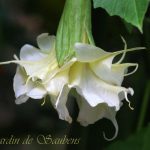 SB Francette