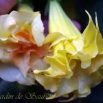 SB L'Étincelant