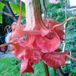 Windspiel