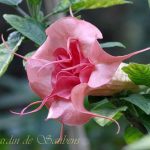 SB Belle de Saubens