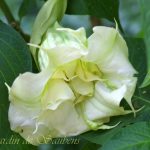 SB Géant Blanc