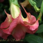 SB Marquise des Anges