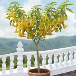 brugmansia_-_angels_lemon_zest-sm