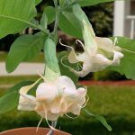 brugmansia_angels_apricot_sunrise