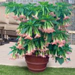 brugmansia_angels_pink_profusion