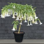 brugmansia_snowfall