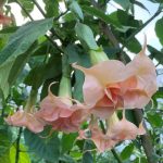 porcelain_pink_brugmansia