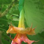 r9457-4_-_brugmansia_-_angels_trumpet_-_angels_coral_sunset