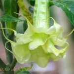 SB Verveine Citronnelle (17)