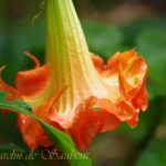 SB Pimprenelle (3) (Copier)